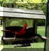 Cardinal(male).jpg (361604 bytes)