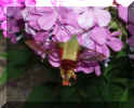 humming-bug-016 (1).jpg (543800 bytes)