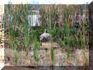 cranes working on nest 001.jpg (148241 bytes)